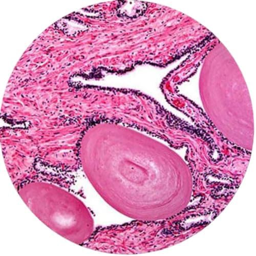 Lab binocular compound microscope 2500x LED — photo 5